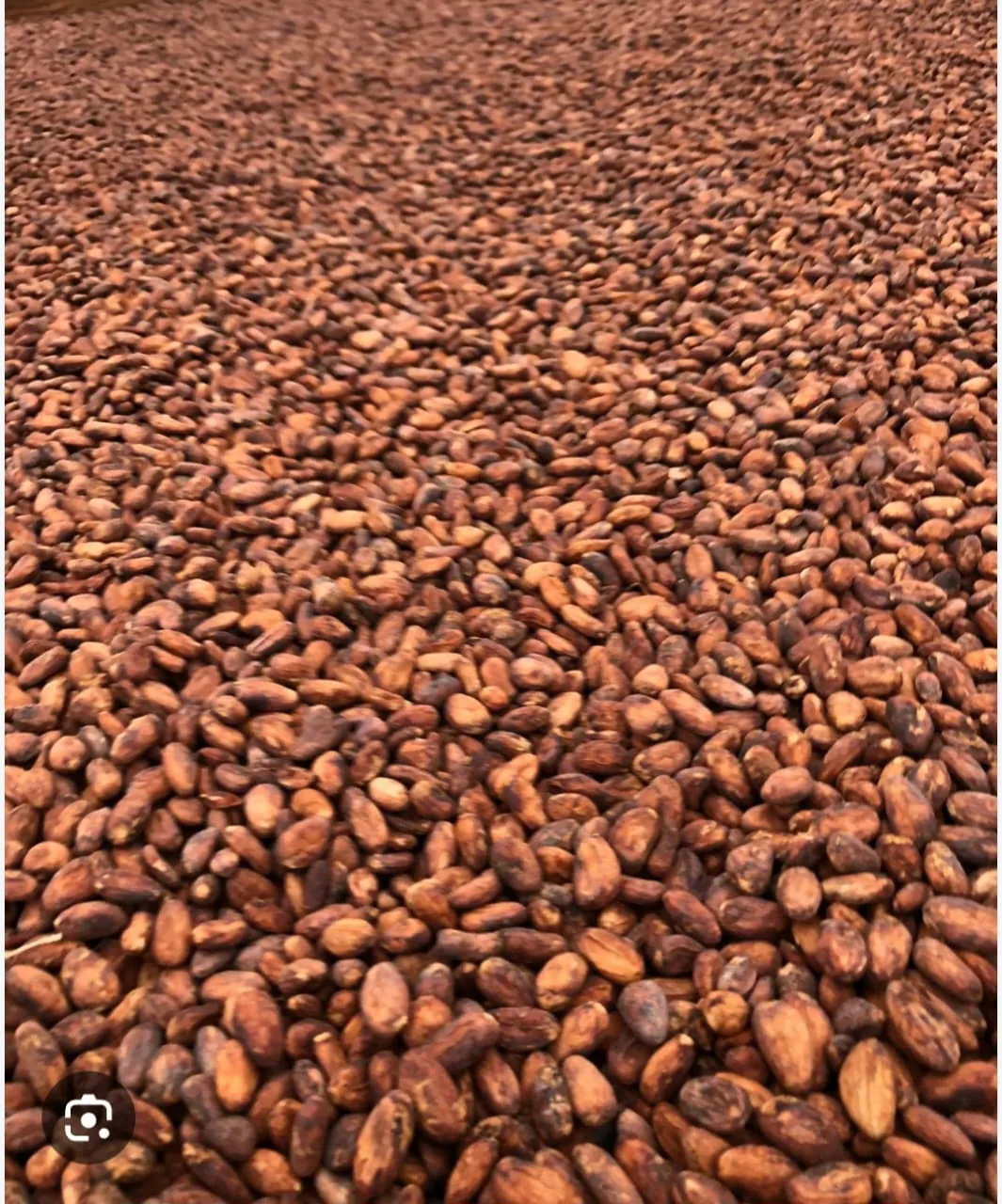 Cocoa beans