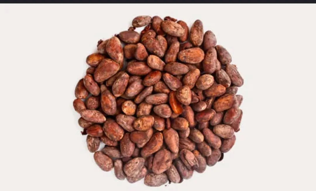 Selected cocoa beans for export