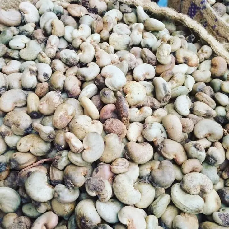 Cashew nuts ready for export