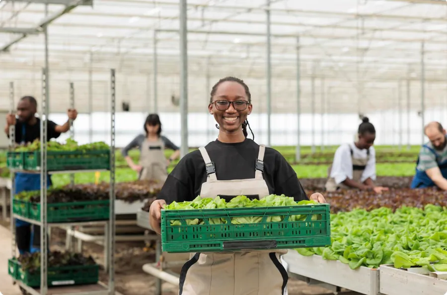 Team member holding a crate of freshly harvested lettuce