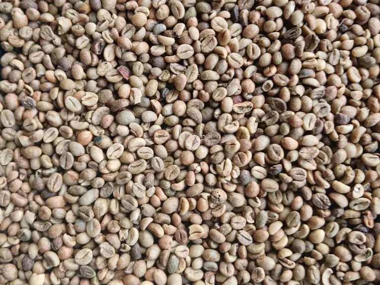 Coffee beans ready for marketing