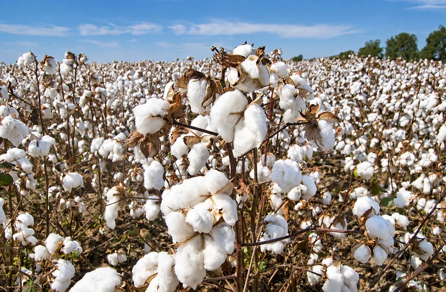 Cotton