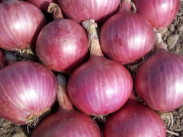 Onions for distribution